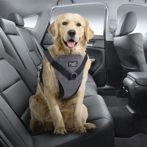 All For Paws koiran autovaljaat