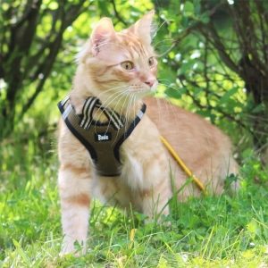 Basic Cat Sporty NoEscape -kissan valjaat