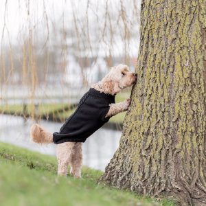Koiran neule Trixie Kenton