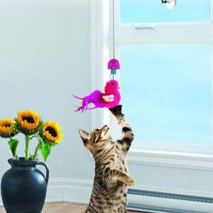Kong Cat Connects Window Teaser