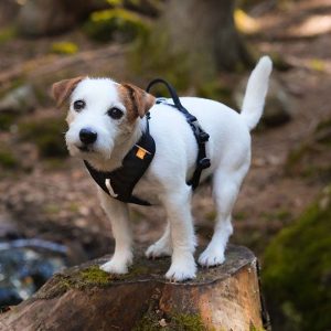 Woolly Wolf Roam y-valjas